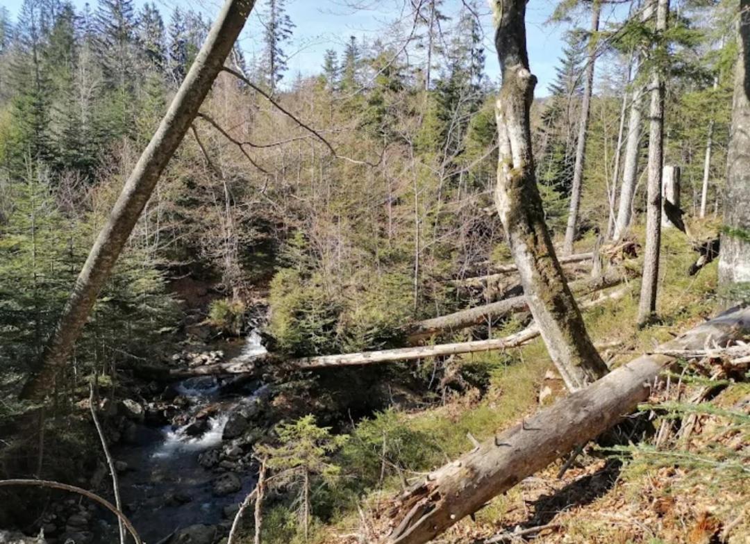 Ferienwohnungen "Haus Daxberg" Idyllisch Gelegen Im Bayerischen Wald Eppenschlag Exterior foto